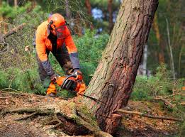 How Our Tree Care Process Works  in  Lyndonville, VT