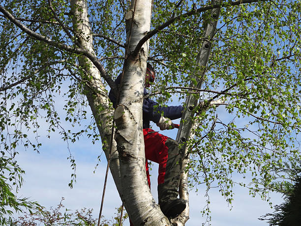 Mulching Services