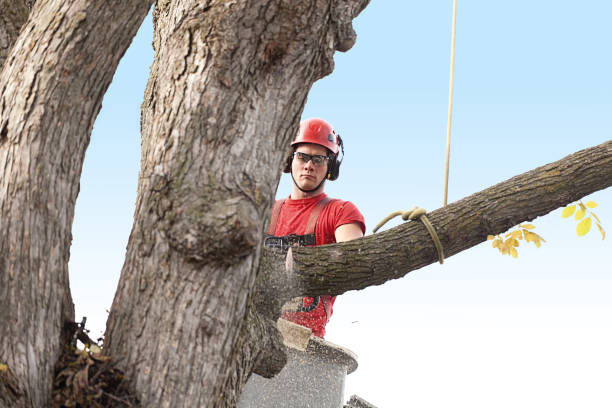 Professional Tree Services in Lyndonville, VT